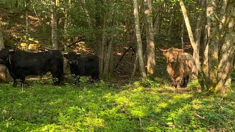 Familie Ritter besitzt insgesamt 13 Tiere. Neun davon stehen derzeit am Kloster Himmerod.