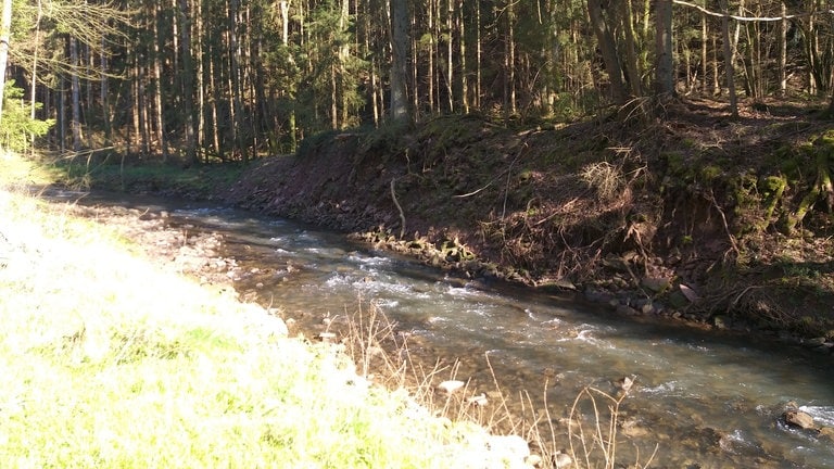 Auf diesem alten Bild des Auelbachs kann man nur erahnen, ob der Bach zuvor klarer aussah.