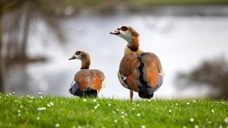 Nilgänse