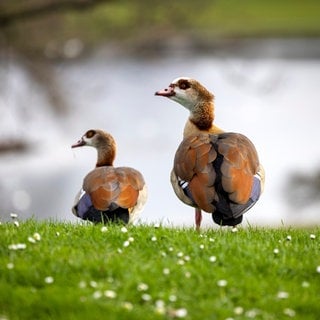 Nilgänse