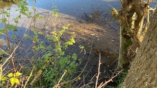 Fischereipächter Dirk Biehl vergleicht den Schlamm am Rand des Auelbaches mit dem Wattenmeer bei Ebbe.