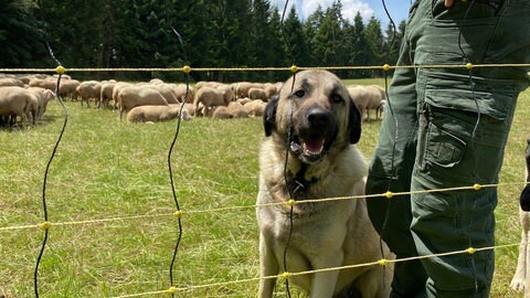 Gefährlich oder nicht? Herdenschutzhunde wie Matthias Reuters Schorsch sind Vorurteilen ausgesetzt. Sie haben einen Wachtrieb und schützen ihre Herde vor Angreifern - laut Heike Dahm-Rulf können sie aber auch unterscheiden, wer Freund und wer Feind ist.