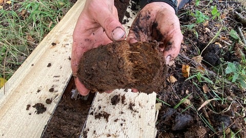 In der bis zu sechs Meter tiefen Torfschicht des Moors sind Pflanzen und damit auch CO2 eingeschlossen.