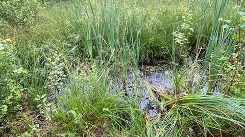 So sehen die Entwässerungsgräben aus. Nur sie sind mit Wasser gefüllt, das Moor ist ausgetrocknet. Dieser Graben soll wegen der Pflanzen drum herum ausnahmsweise erhalten werden.