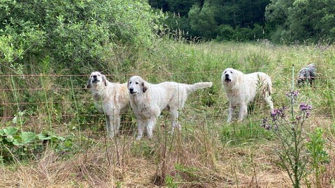 Pyrenäenberghunde wie diese von Heike Dahm-Rulf sind wie die Rasse Kangal dafür geeignet, Schafe oder Ähnliches vor dem Wolf zu schützen.