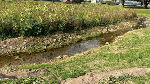 Eine Idylle mit Sonnenblumenfeld mitten in der Stadt: der Hillesheimer Bach in seinem neuen, aber eigentlich alten Bett.