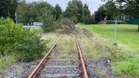 Hier fährt definitv kein Zug mehr: Die Schienen der Eifelquerbahn sind in Höchstberg zugewachsen.