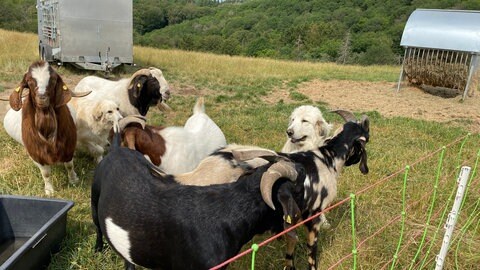 Sie verschmelzen mit der Herde: Dahm-Rulfs Herdenschutzhunde fühlen sich selbst als Schafe oder Ziegen und verteidigen ihre "Artgenossen".