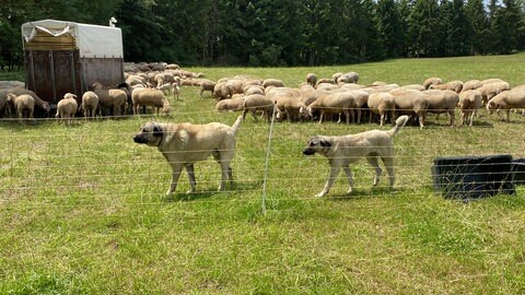 Die Möglichkeit, sich Herdenschutzhunde anzuschaffen, sollen auch andere Schäfer in Rheinland-Pfalz bekommen, findet Reuter. Indem nämlich alles zum Wolfspräventionsgebiet wird.