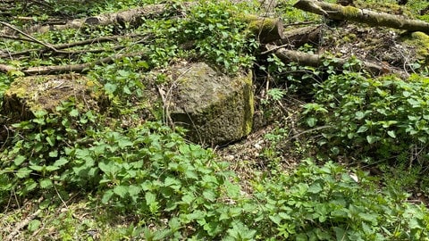 Der zweite Fund bei der Schatzsuche: Mitten im Wald liegt tatsächlich einer der Mühlsteine, die hier früher gewonnen wurden.