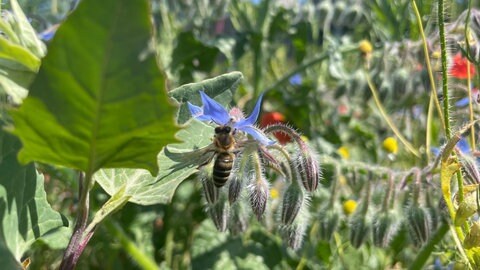 Diese Honigbiene tut sich gütlich an einer Borretsch-Blüte. 