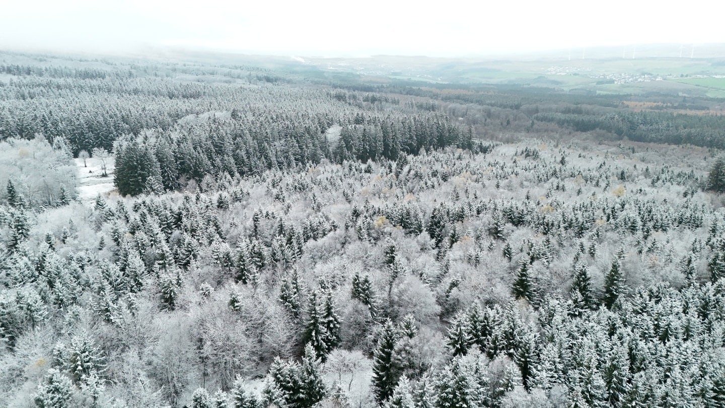 Erster Schnee im Wald zwischen Bruchweiler und Hinzerath im Hunsrück.