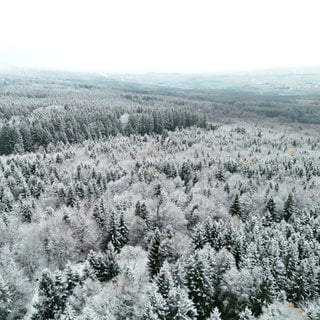 Erster Schnee im Wald zwischen Bruchweiler und Hinzerath im Hunsrück.