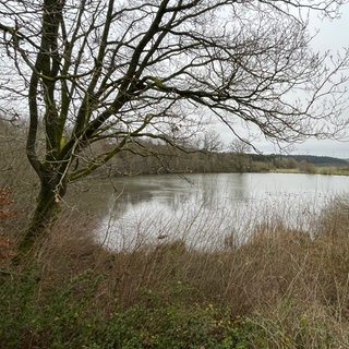 Grauer Himmel über dem Eichholzmaar in Steffeln. 