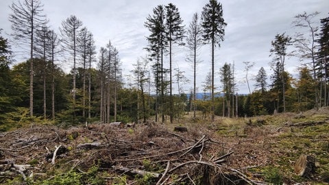 Im Nationalpark Hunsrück-Hochwald pumpen Sprudelbetriebe Wasser ab. Die Genehmigungsbehörde SGD Nord schließt mittlerweile nicht mehr aus, dass die Entnahmen sich negativ auf die Umwelt auswirken könnten. 