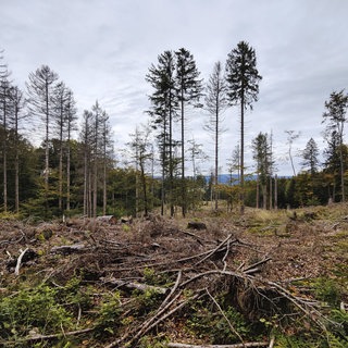 Im Nationalpark Hunsrück-Hochwald pumpen Sprudelbetriebe Wasser ab. Die Genehmigungsbehörde SGD Nord schließt mittlerweile nicht mehr aus, dass die Entnahmen sich negativ auf die Umwelt auswirken könnten. 