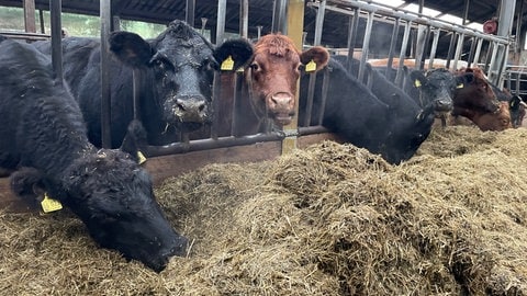 Familie Meyer hält in Duppach sogenannte Angus-Rinder. Sie stammen aus Schottland, sind also dasEifeler Wetter mit viel Wind und Kälte gewohnt. Und sie liefern Fleisch von guter Qualität. 