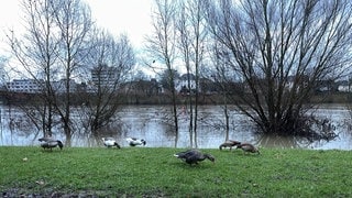 Nach Schnee und Eisregen steigen in der Region Trier seit Sonntag die Pegelstände der Mosel und anderer Flüsse. 