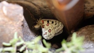 Der Mosel-Apollofalter lebt in den Weinbergsmauern an der Mosel. Naturschützer klagen gegen das Land, weil die Winzer dort mit Hubschraubern spritzen dürfen.