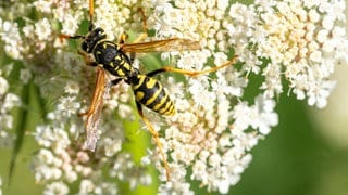 Mit Hilfe einer Insektenfalle und einer neuen KI wollen Forscher am Umwelt-Campus Birkenfeld Insekten schnell identifizieren.