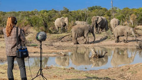 Angela Stöger bei Tonaufnahmen - sie beschäftigt sich seit 20 Jahren wissenschaftlich mit der Kommunikation von Säugetieren, zur Zeit vor allem bei Afrikanischen und Asiatischen Elefanten. Die Kommunikation mit Artgenossen ist für Elefanten extrem wichtig, weil sie in einem vielschichtigen sozialen System leben. 
