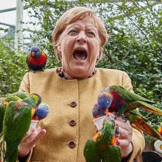 Angela Merkel (CDU), Bundeskanzlerin, füttert australische Loris im Vogelpark Marlow und wird dabei gebissen.