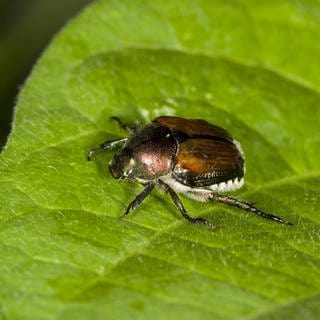 Japanischer Käfer (Popillia japonica) führte erwachsene Schädlingsarten ein, die auf Blättern im Garten ruhen