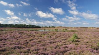 Dänische Landschaft