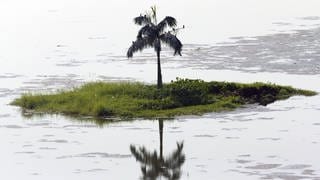 A solitary palm tree on a tiny island Lake Inya in Yangon in Myanmar.