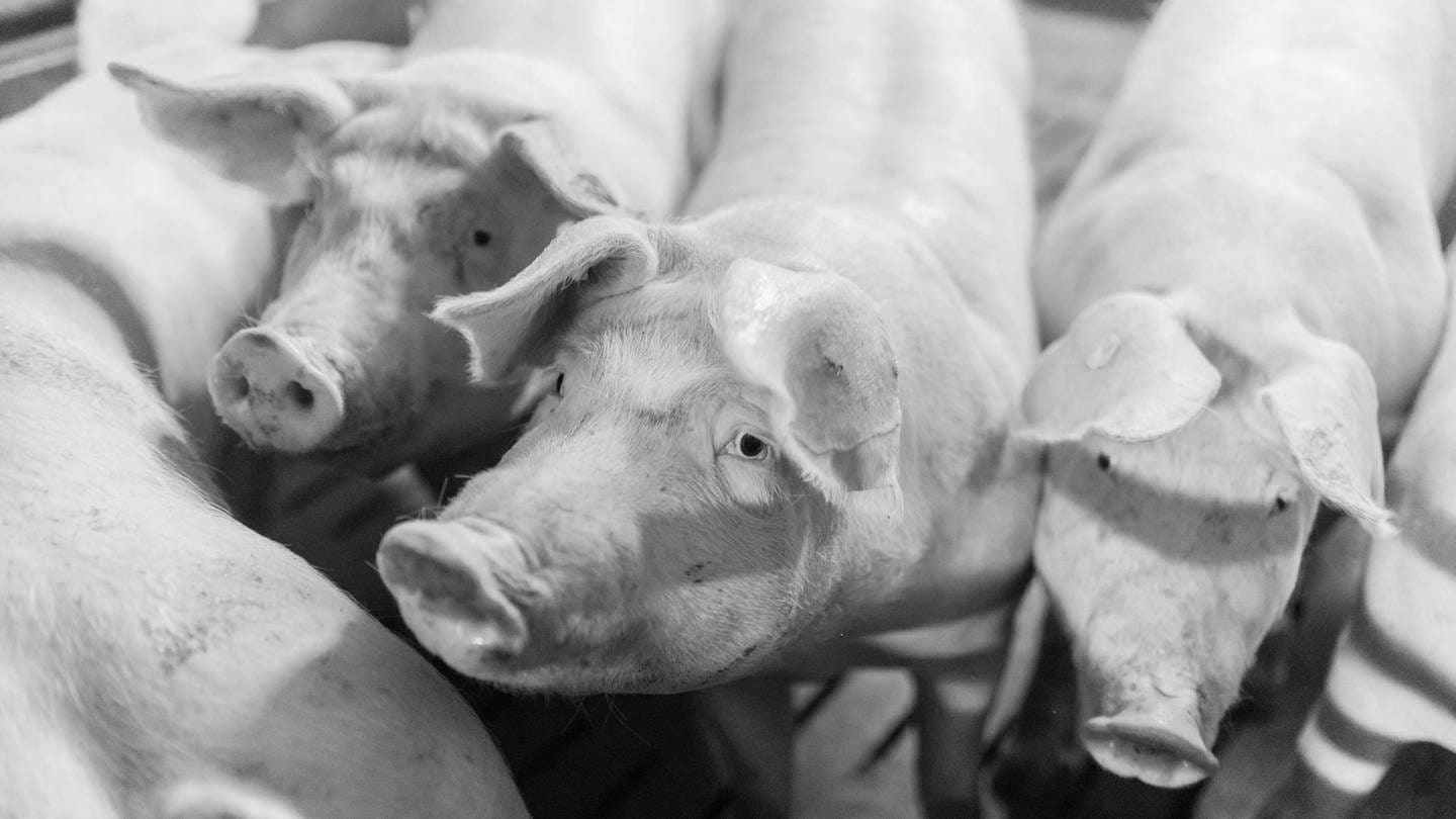 Hausschweine gehalten in einem koventionellen Schweinemastbetrieb