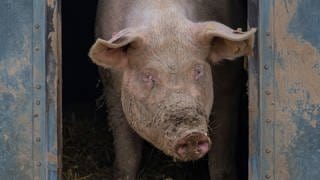 Eine Zuchtsau hat sich bei Temperaturen von knapp dreissig Grad in den Schatten ihres Stalls zurückgezogen. 