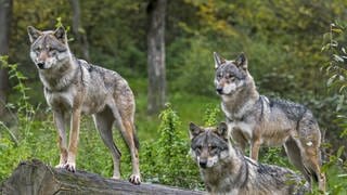 Ein Rudel von drei Wölfen steht witternd an einem Baumstumpf