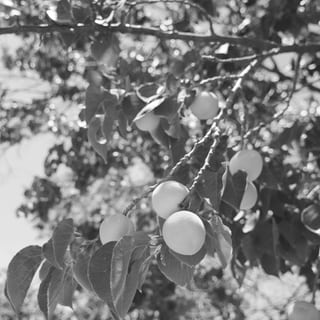 Pfirsich an einem Baum