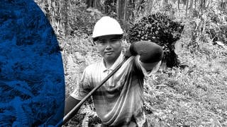 Auf der Ölspur – Doku über die nachhaltige Produktion von Palmöl