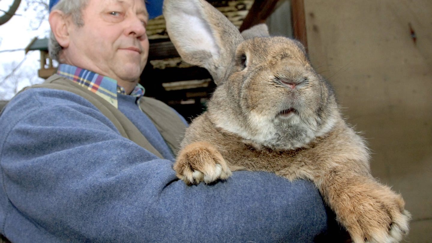 Kaninchenzüchter Erwin Teichmann hält ein Kaninchen der Rasse - Deutscher Riese - auf dem Arm - Berlin