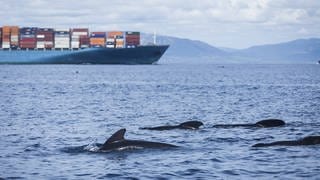 Wale vor einem Frachtschiff in der Straße von Gibraltar