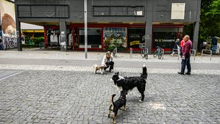 Drei Hunde und eine Frau auf dem Mehringplatz in Berlin