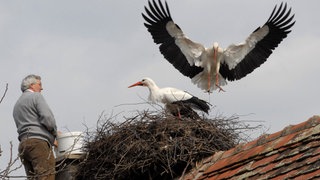 Stjepan Vokic mit seiner Pflege-Störchin Malena und Storch Klepetan