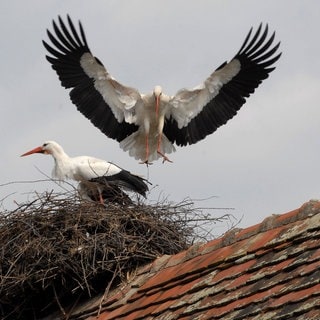 Stjepan Vokic mit seiner Pflege-Störchin Malena und Storch Klepetan