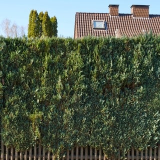 Hecke aus Lebensbäumen