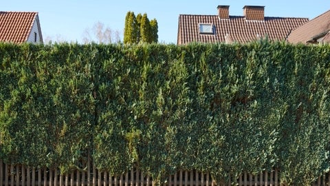 Hecke aus Lebensbäumen