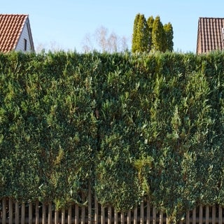 Hecke aus Lebensbäumen