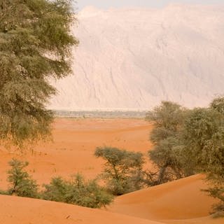 Wüste in Al Ain - Abu Dhabi - United Arab Emirates