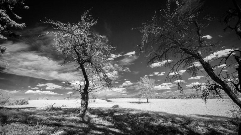 Großes Feld mit Bäumen und Wolken