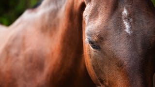 Braunes Pferd mit schwarzer Mähne und weißer Blesse