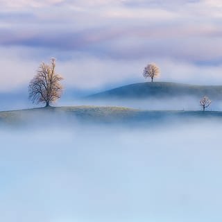 Fotografie von Nick Schmid, „Trees of Calm”, Kanton Zürich, Schweiz