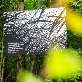 Bilder in Bäumen - Morris Pelcman