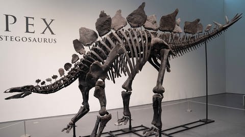 150 Millionen Jahre altes Stegosaurus-Skelett, das von Sotheby´s zur Auktion angeboten wurde 