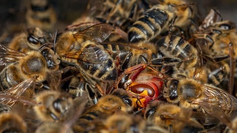 Zurück in die Zukunft - Honigbienen im Wald. Fotografien von Ingo Arndt
