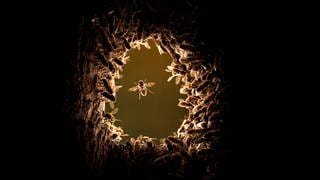 Zurück in die Zukunft - Honigbienen im Wald. Fotografien von Ingo Arndt